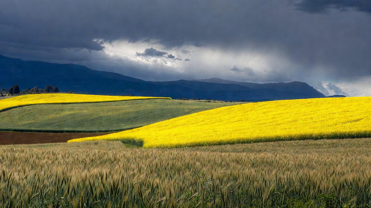 Canola and wheat fields under a Drakensberg sky
